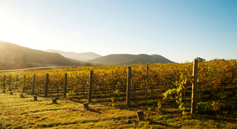 Mudgee Vineyard in the morning sun